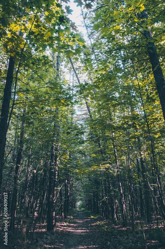 Summer dense high forest. Natural mystery landscape