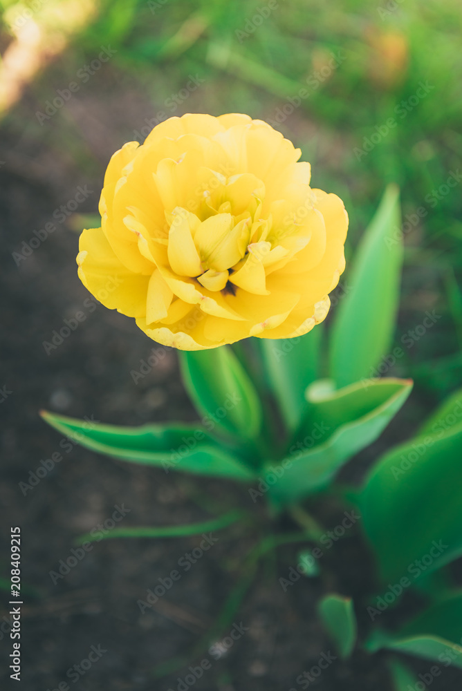Obraz premium Yellow tulip growing in garden in spring, floral background