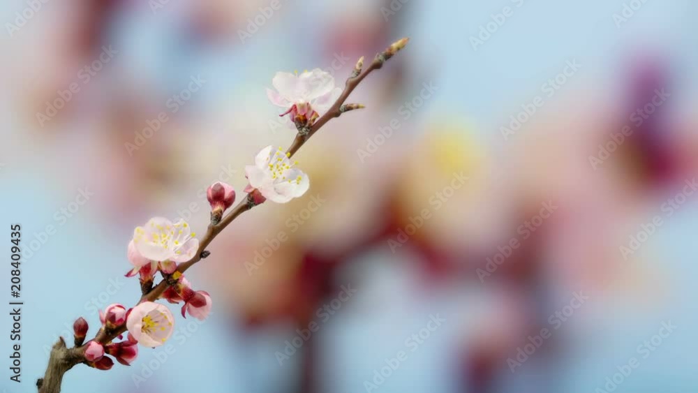 timelapse of an apricot flower blossoming against a blue background