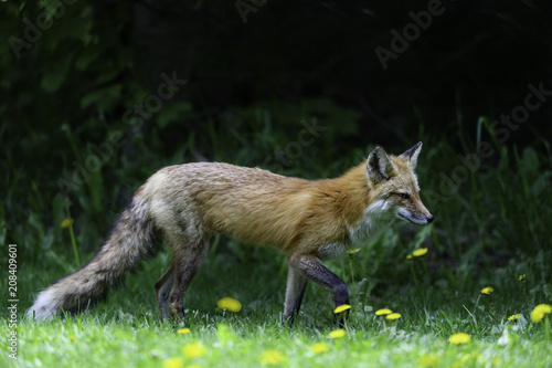 Red Fox Female Vixen Walking on Green Grass in Spring © FotoRequest