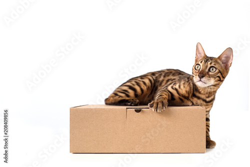 Bengal cat lying on a brown Kraft cardboard box for parcels on a white isolated background