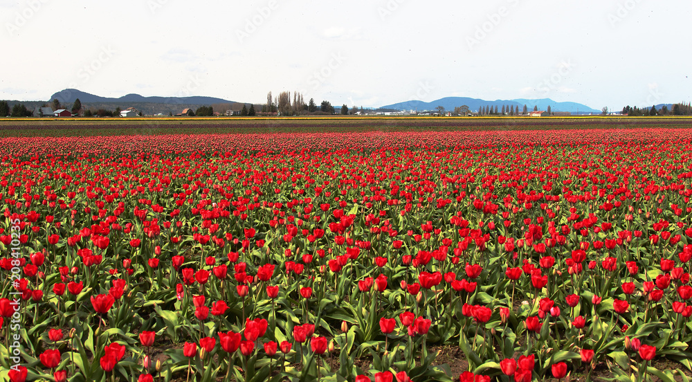 Red Field of Tulips