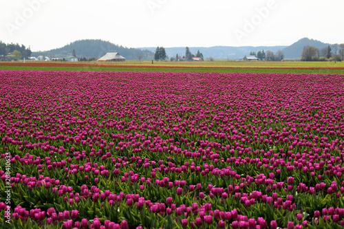 Wallpaper Mural Skagit Valley Tulip Fields on a Hazy Day Torontodigital.ca
