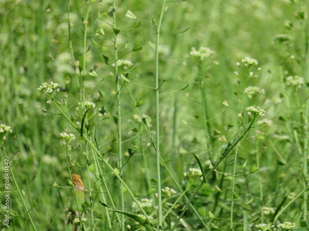 green grass and small flowers lawn close up spring or summer photo green grass and small flowers lawn close up spring or summer photo