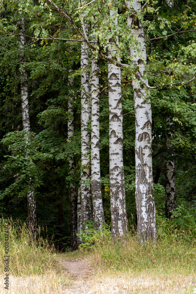 Obraz premium Birches in the forest.