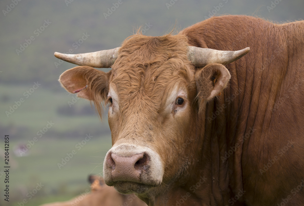 Portrait of a bull Portrait of a bull