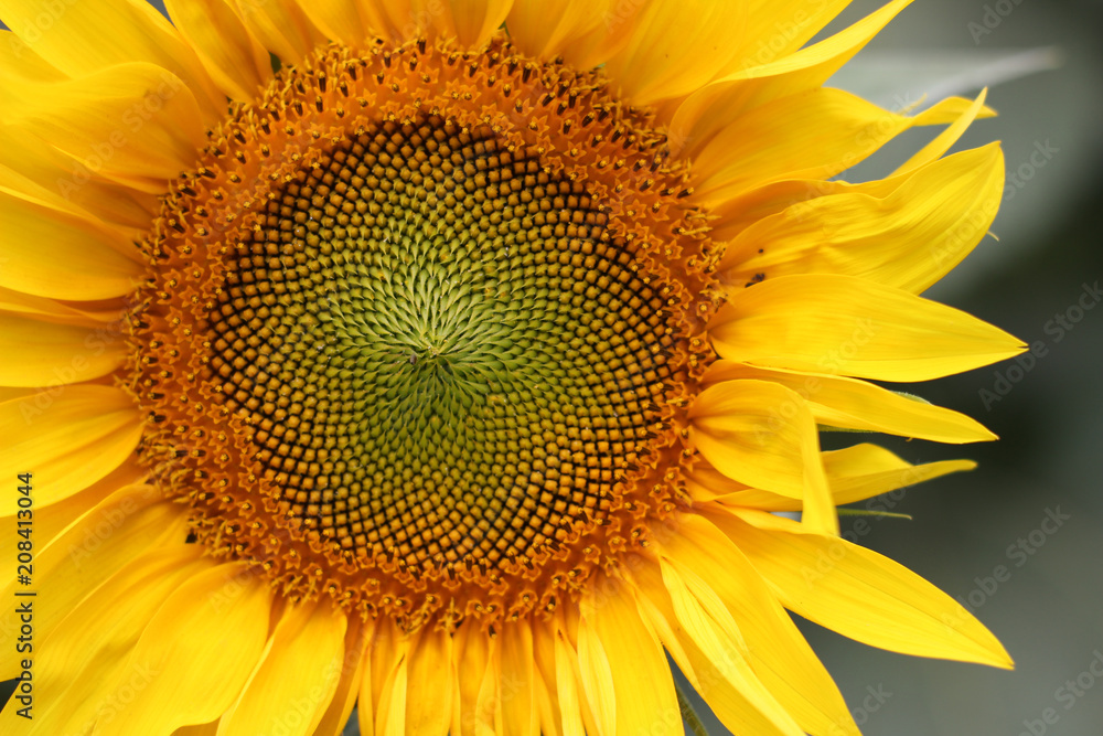 Close up of a Sunflower