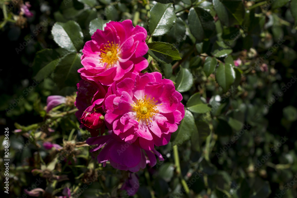 Rosa Nutkana (wild rose) close-up with sunrise Rosa Nutkana (wild rose) close-up with sunrise