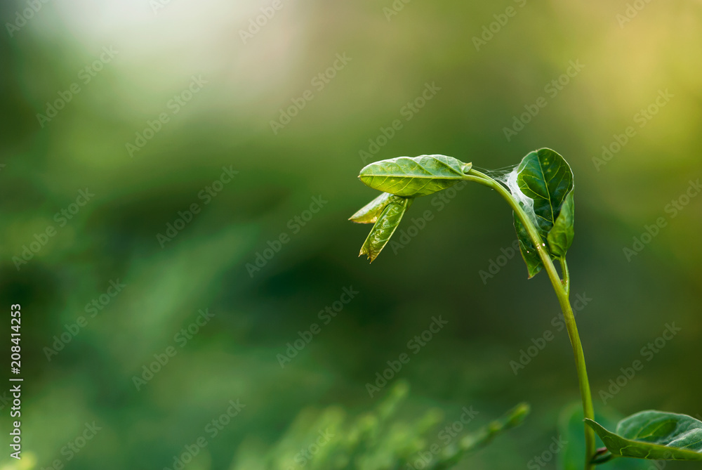 A bindweed vine, with new leaves, grows against a green background in springtime. A bindweed vine, with new leaves, grows against a green background in springtime.