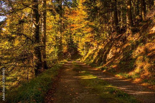 Obraz las jesienią z leśną ścieżką