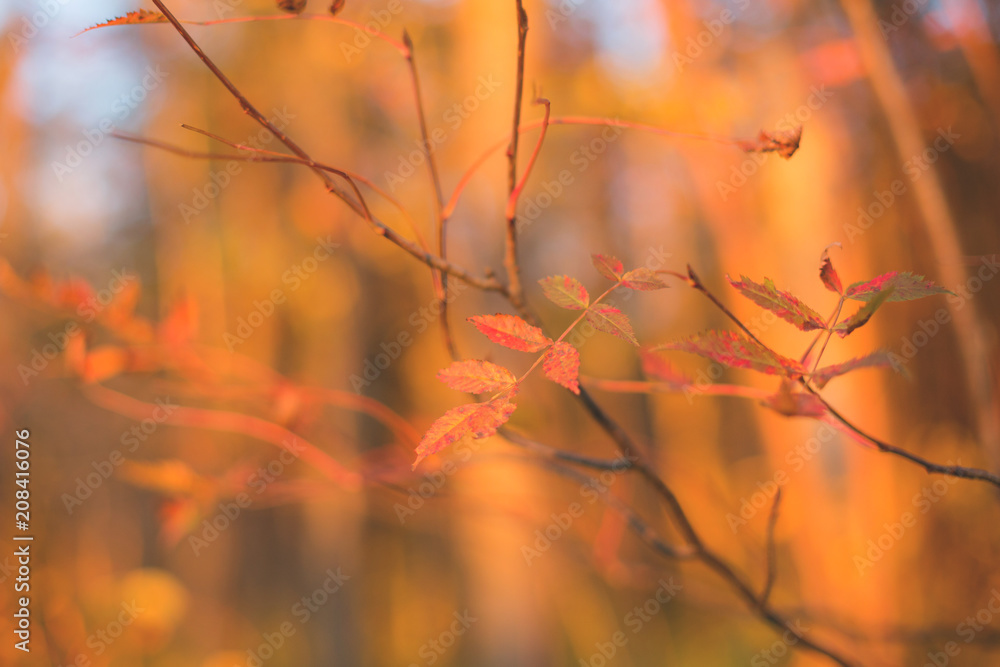 Fall Rowan leaf on the branch on the colorful orange natural background Fall Rowan leaf on the branch on the colorful orange natural background
