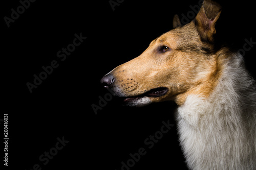 Dog (Collie) © Jason