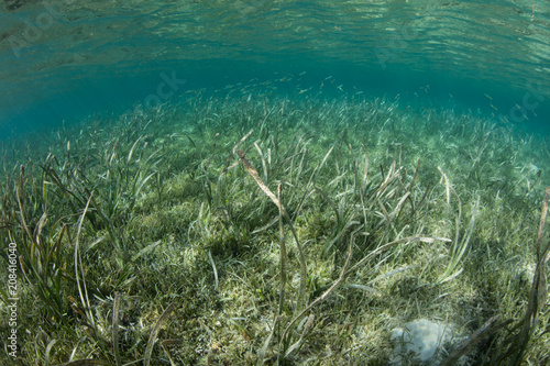 Seagrass in Tropical Pacific