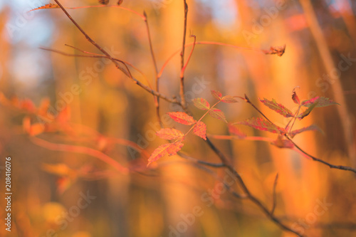 Fall Rowan leaf on the branch on the colorful orange natural background photo