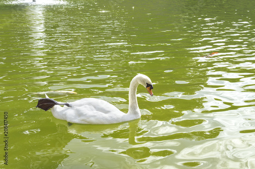 Beautiful swan in middle of the green lake.