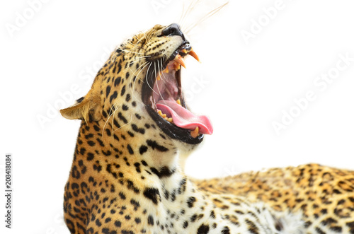 Photography Tiger on white background.