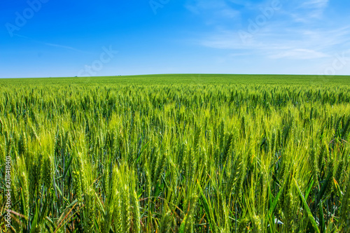 green wheat on field