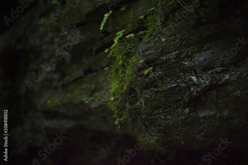 Dark Mountain Stream Cave Moss Plant