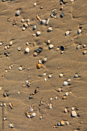 Little sea shells and stones on sand © wjarek