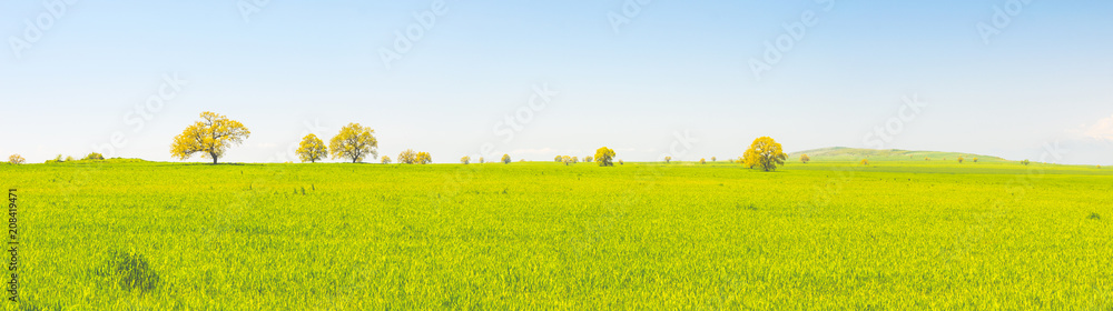 Panoramic scenery of lonely trees standing on a plain