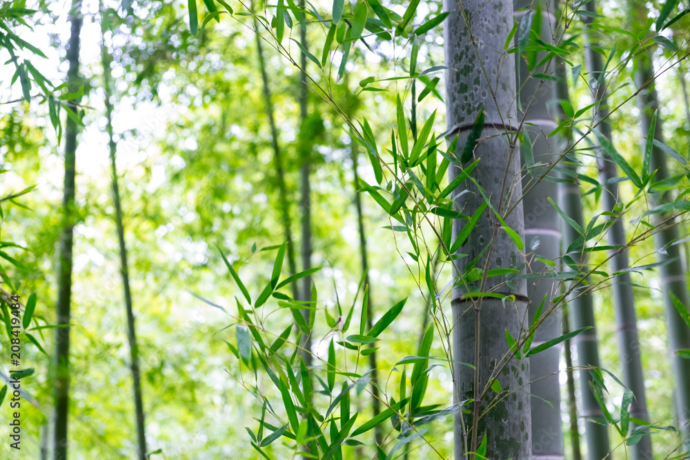 Fototapeta premium bamboo grove green fresh