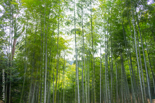 bamboo grove green fresh