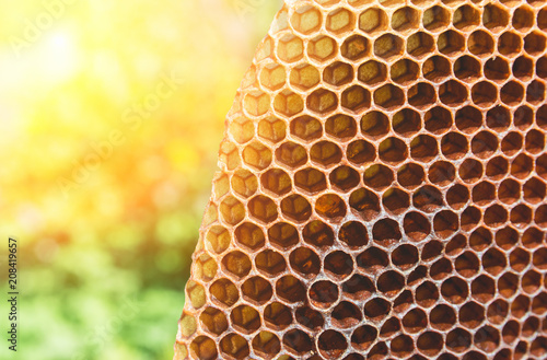 Honeycomb with wax from beehive background image