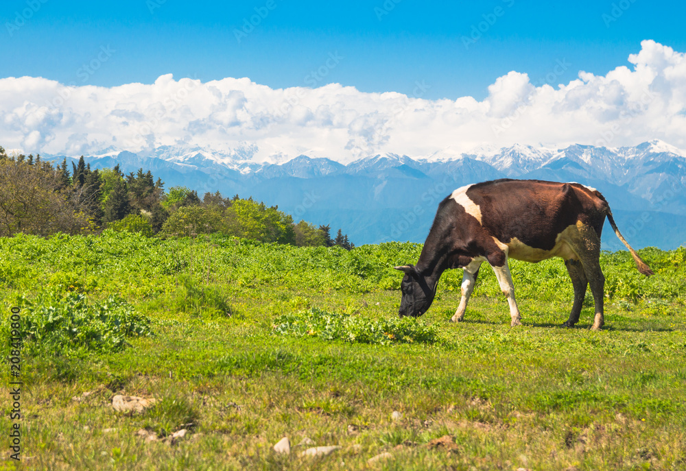 Cow grazing in a meadow against background of snow-capped mountains