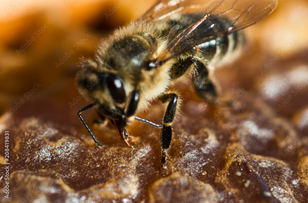 Working bee in a honeycomb close-up macro image Working bee in a honeycomb close-up macro image
