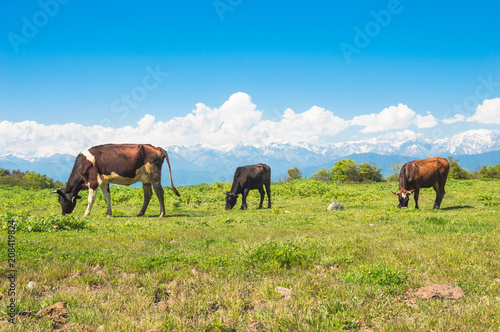 Cows grazing in a meadow against background of snow-capped mountains
