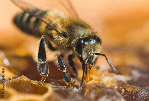 Working bee in a honeycomb close-up macro image