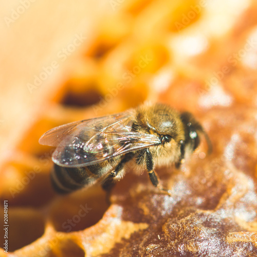 Working bee in a honeycomb close-up macro image