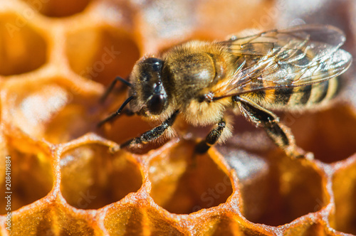 Working bee in a honeycomb close-up macro image © Tycson1
