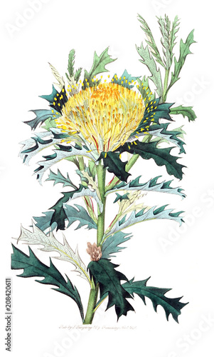 Illustration of plant