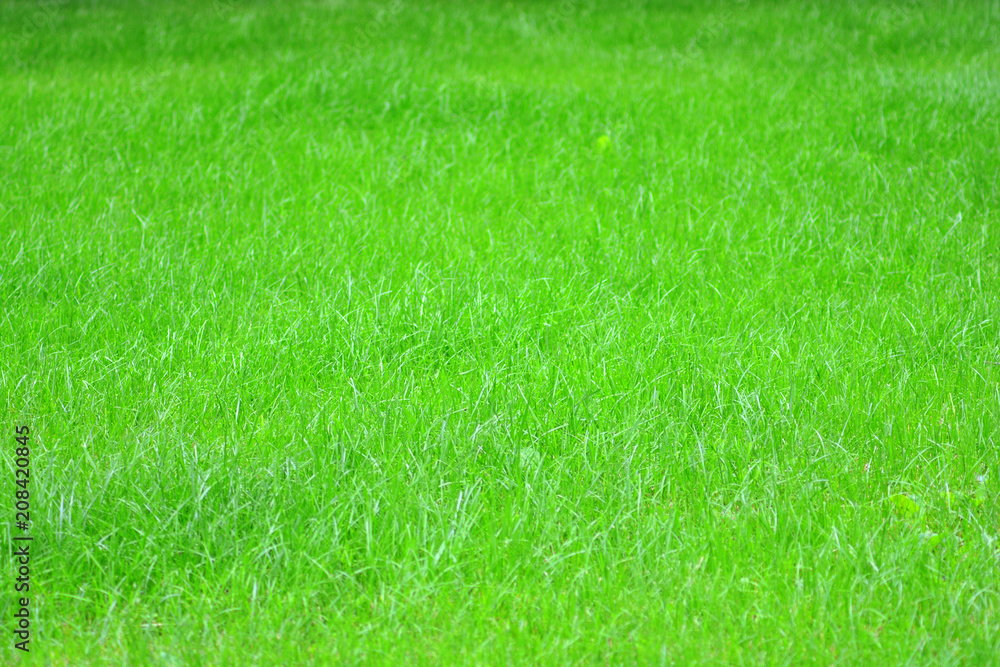 Green lawn background for your design Green lawn background for your design