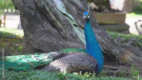 Peackok Perched under Tree photo