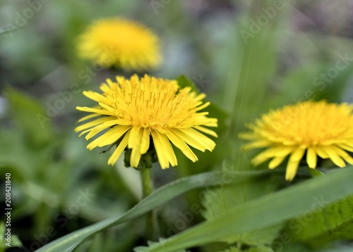 Fototapeta Naklejka Na Ścianę i Meble -  yellow spring dandelions on green background