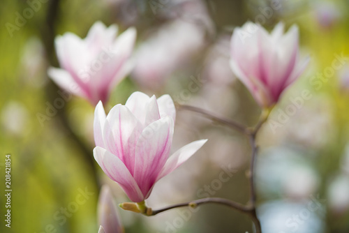 Magnolienblüten mit Bokeh