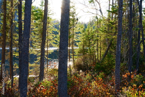 Landscape on a lake  wild forest  with calm water by a peaceful  beautiful sunset in the North of Quebec  Canada.