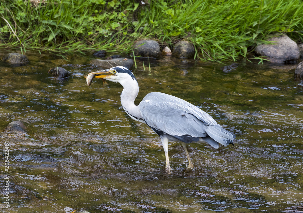Herons hunting in the river. Baden Baden, Baden Wuerttemberg, Germany Herons hunting in the river. Baden Baden, Baden Wuerttemberg, Germany