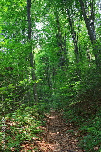 Wiosenny las, puszcz, szlak pieszy