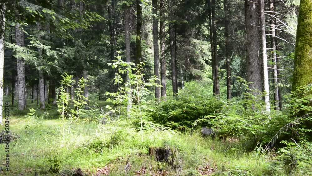suoni nel bosco delle prealpi di Ledro, Trentino,Italy suoni nel bosco delle prealpi di Ledro, Trentino,Italy