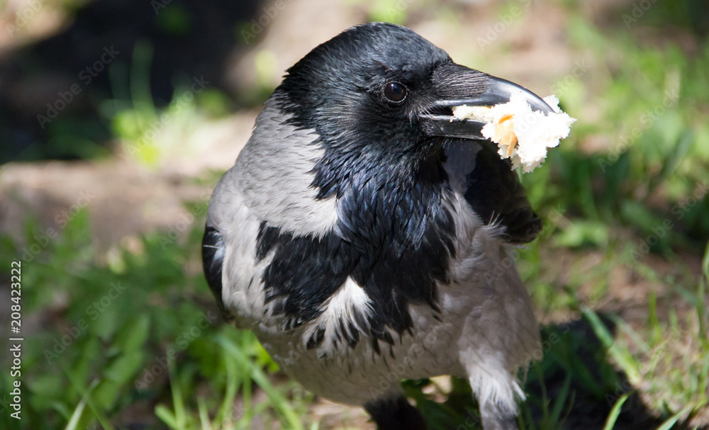 Fototapeta premium The crow grabbed a piece of bread