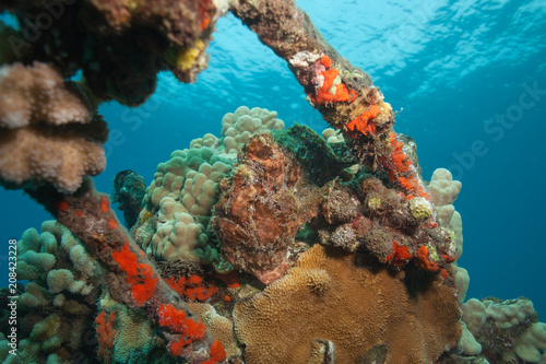 Frogfish Camouflage with the Colorful Coral in this Underwater Reef Landscape Shot