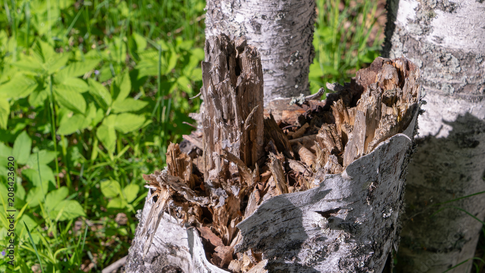 Stump Stump
