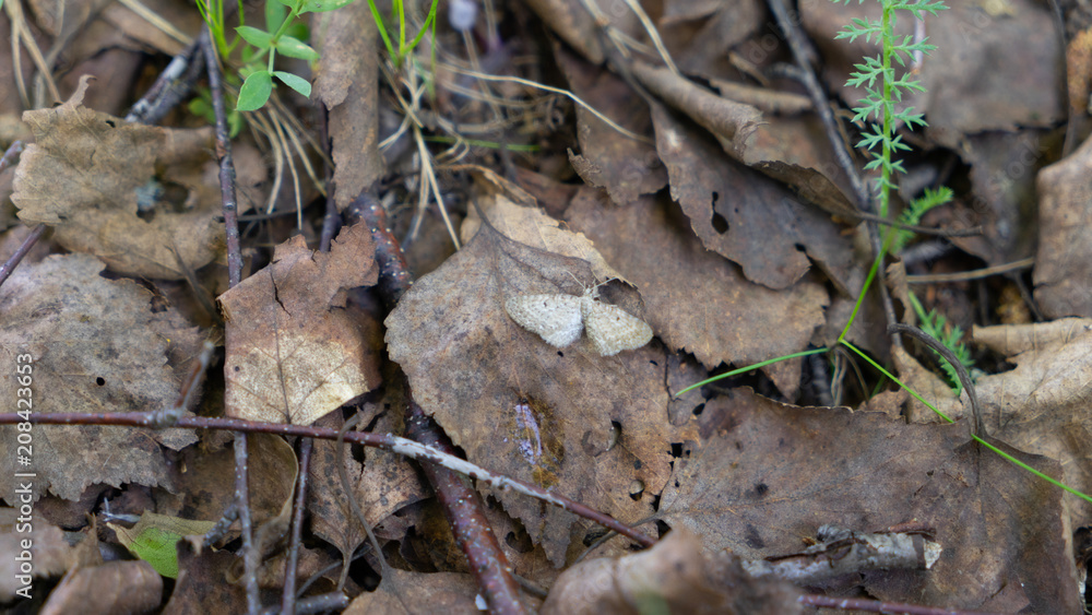 Leaves Leaves