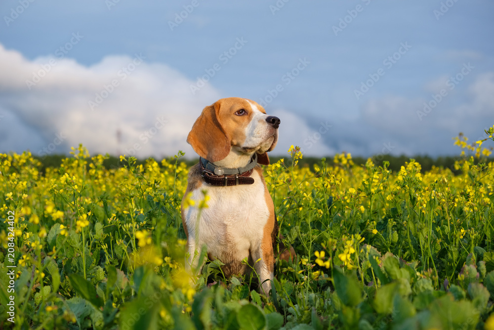 Beagle dog on a yellow field of flowering rape