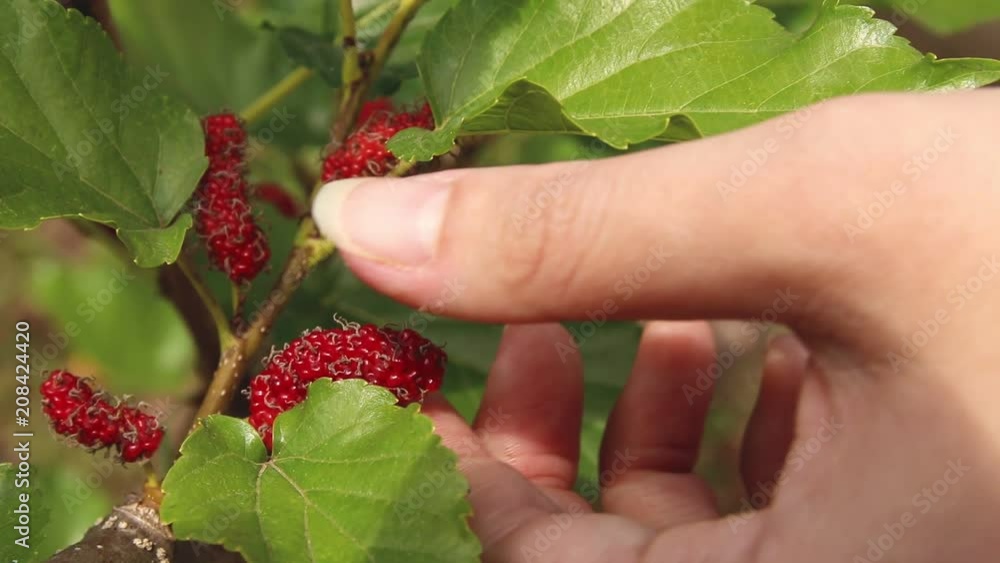 Farmer harvesting a ripe juicy red mulberry from trees Farmer harvesting a ripe juicy red mulberry from trees