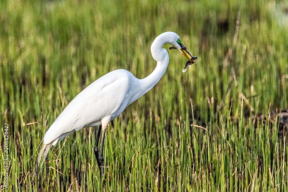 White Heron with two fish in bill on ground White Heron with two fish in bill on ground