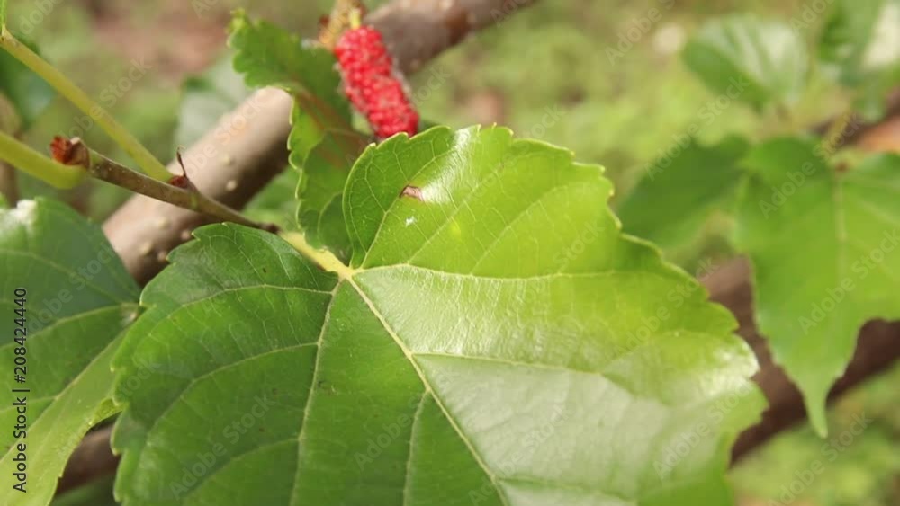 Fresh ripe juicy red mulberry from trees, full HD 1920x1080, slow motion at 29 frames per second Fresh ripe juicy red mulberry from trees, full HD 1920x1080, slow motion at 29 frames per second